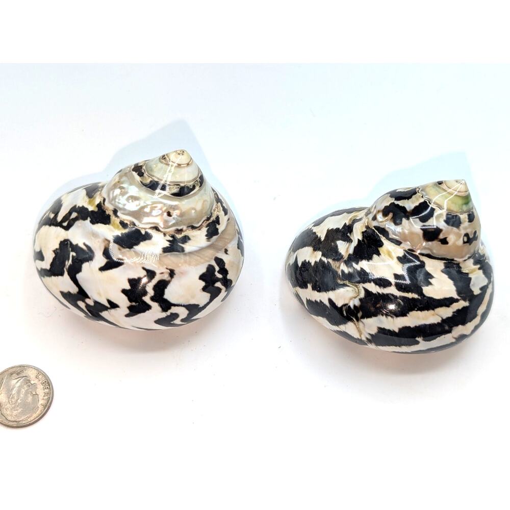 Set of Two Magpie Turbo Shell Black and White Seashell Coastal Decor - Picture 5 of 5